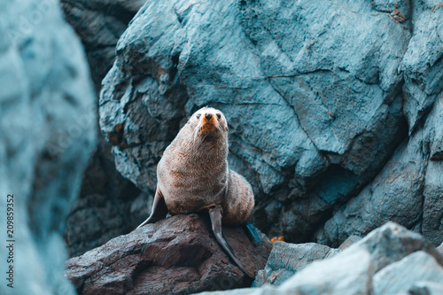 Canvas Print Seal sitting on rock in Wellington, New Zealand
