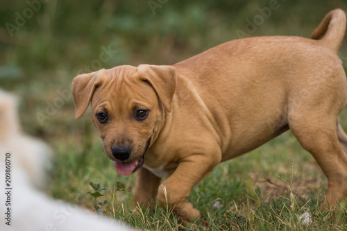 Staffy puppy