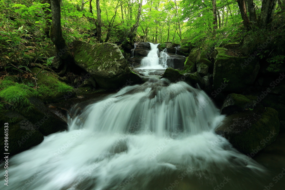 Obraz premium 遠野市 新緑の一の滝