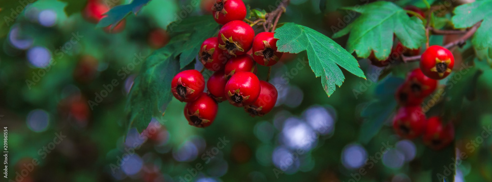 Fototapeta premium panorama berries of hawthorn on a branch with green leaves