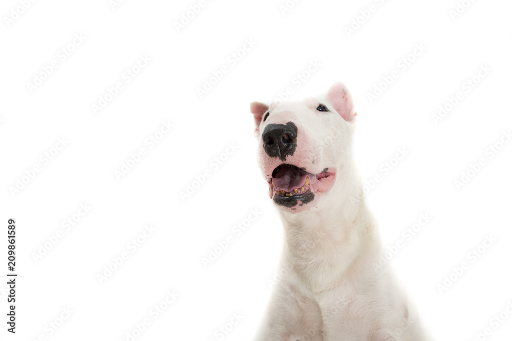 Bull terrier dog isolated against white background