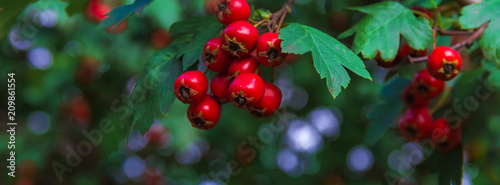 Fotografie, Obraz panorama berries of hawthorn on a branch with green leaves