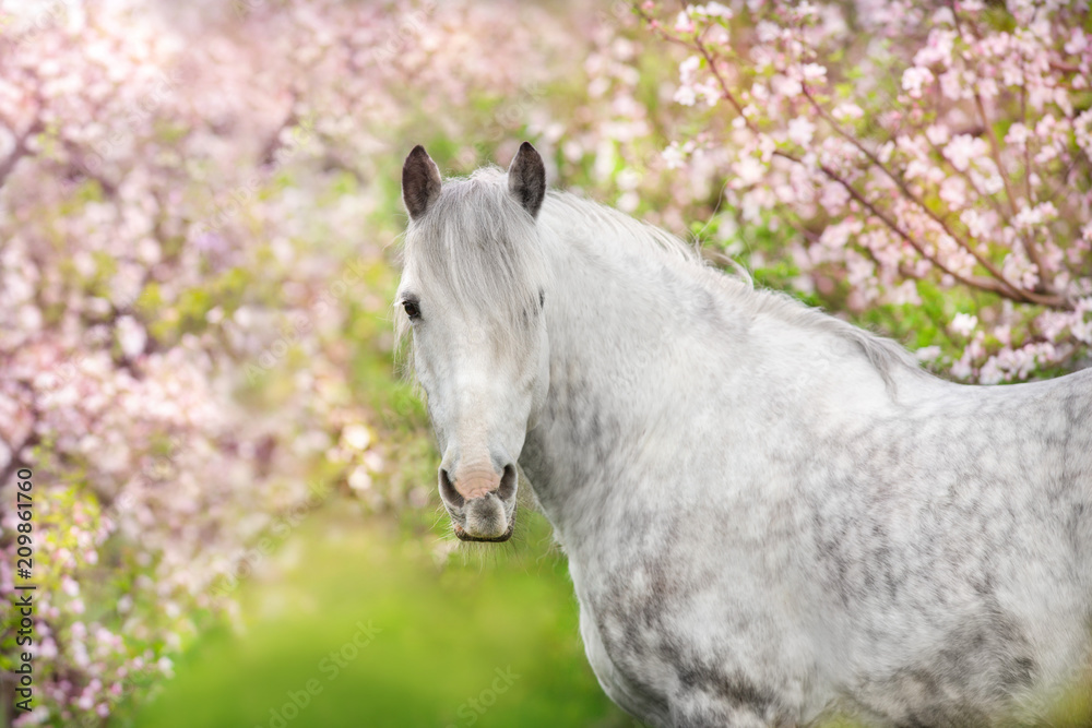 Fototapeta premium Biały koń portret w wiosny menchii okwitnięcia drzewie