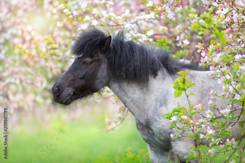 Fototapeta Naklejka Na Ścianę i Meble -  Pony portrait in spring pink blossom tree