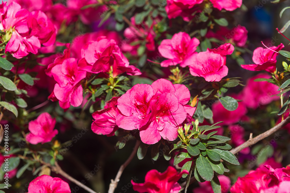 The aroma of flowering azaleas of white, pink, red, bard colors is spread all over the greenhouse. The aroma of flowering azaleas of white, pink, red, bard colors is spread all over the greenhouse.