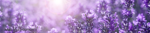 panorama field lavender morning