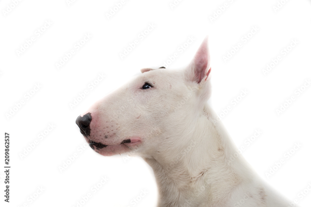 Bull terrier dog isolated against white background Bull terrier dog isolated against white background