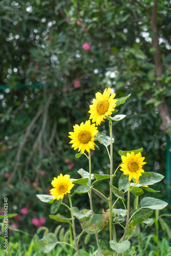 Sunflowers on the farm © Vink Fan