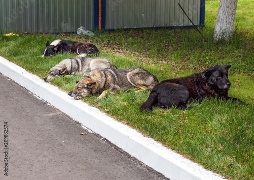 Homeless dogs resting on grass