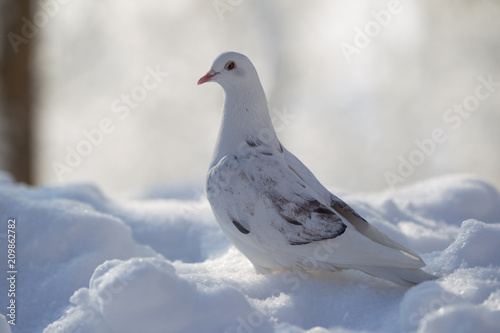 White dove on white snow