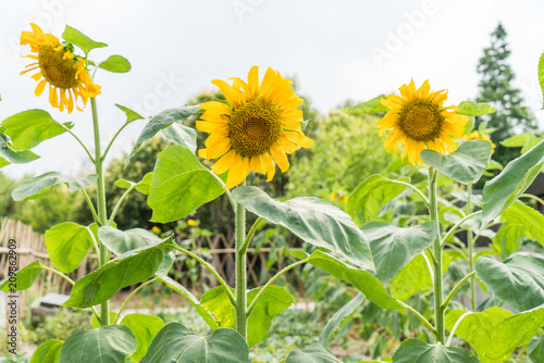 Sunflowers on the farm