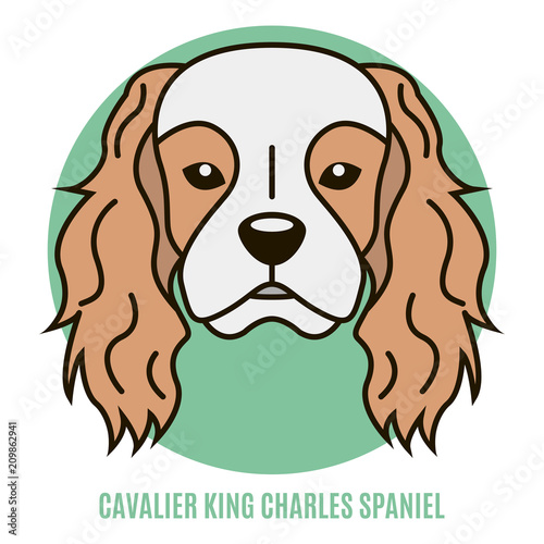 Portrait of Cavalier King Charles Spaniel. Vector illustration in style of flat
