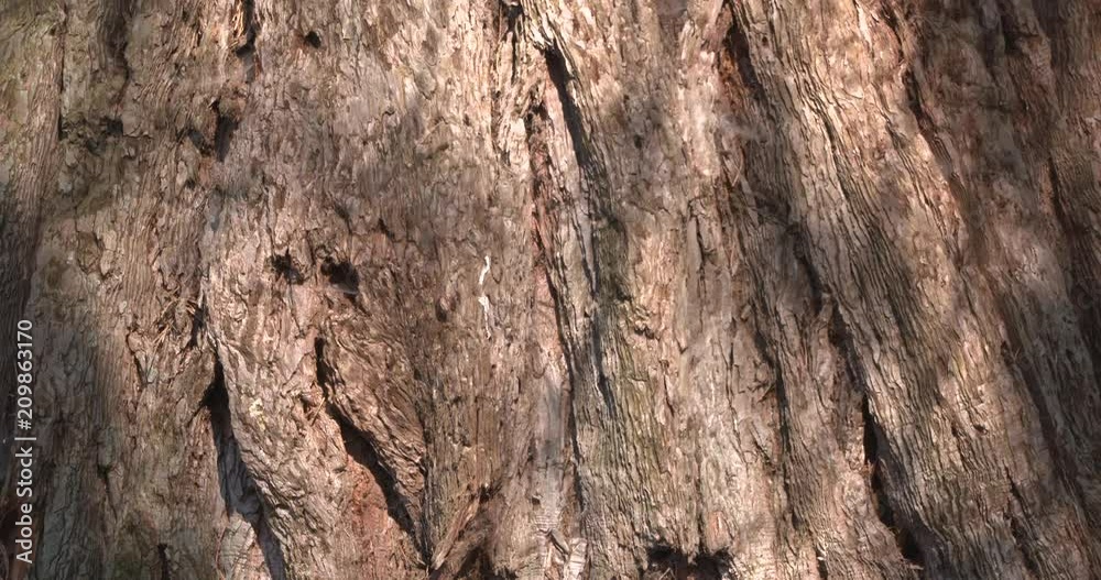 bark of the sequoiadendron giganteum bark of the sequoiadendron giganteum