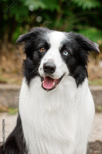 Fototapeta Naklejka Na Ścianę i Meble -  border collie dog with heterochromy beautiful summer portrait