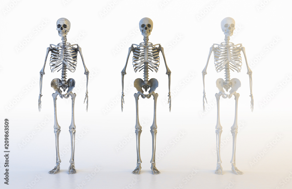 Human skeleton anatomy set. Skeletal bones, anterior view. Educational medicine poster. 3D illustration