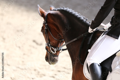 Portrait close up of dressage sport horse with unknown rider