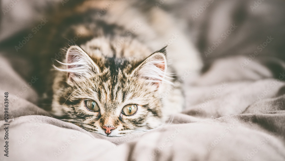 Funny face of a young fluffy Siberian cat. Cat looking at camera Funny face of a young fluffy Siberian cat. Cat looking at camera