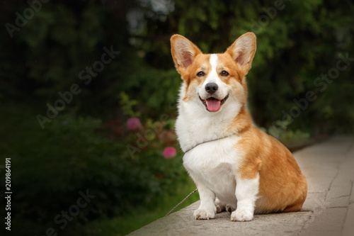 Fotografie dog welsh corgi beautiful summer portrait in the park
