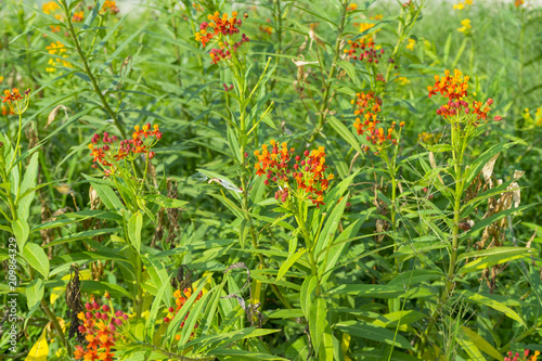 Blood Flower,Milkweed or Butterfly Weed in garden photo