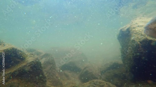 European chub (Squalius cephalus) underwater photo