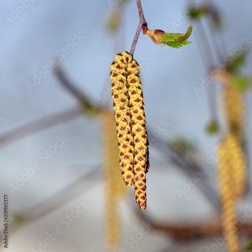 Flowers on a birch tree at sunset