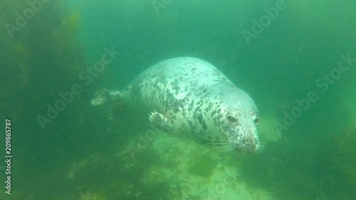 close up portrait of wild grey seal swimming underwater in the sea near Dalkey Island, Ireland photo