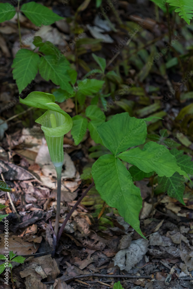  Jack-in-the-pulpit wildflower