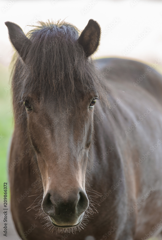 Pferd dunkel Pferd dunkel