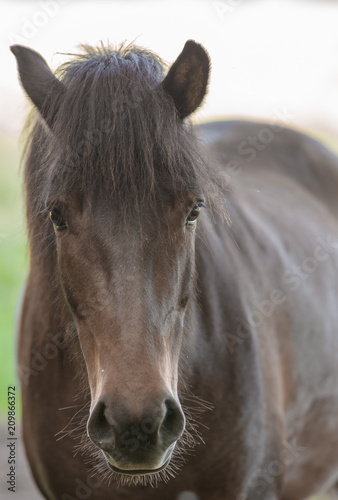Pferd dunkel © Andre