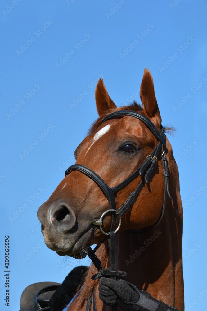 Obraz premium Outdoor head portrait of a beautiful thoroughbred horse with alert facial expression and pricked ears.