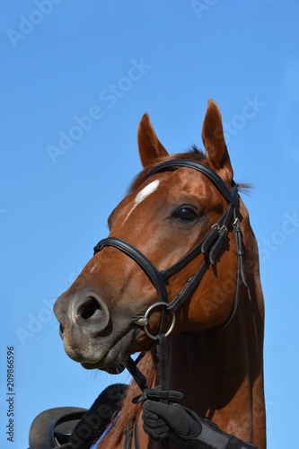 Outdoor head portrait of a beautiful thoroughbred horse with alert facial expression and pricked ears.