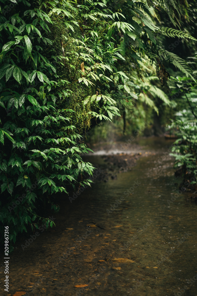 Fototapeta premium scenic view of empty path and green plants in ubud, bali, indonesia