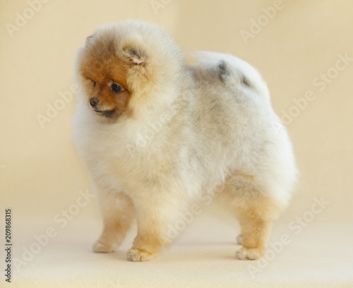 Pomeranian dog portrait in studio