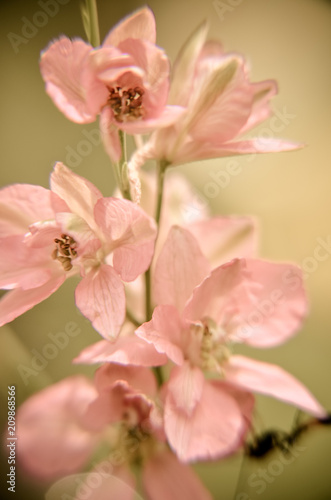 Soft background of tiny pink flowers