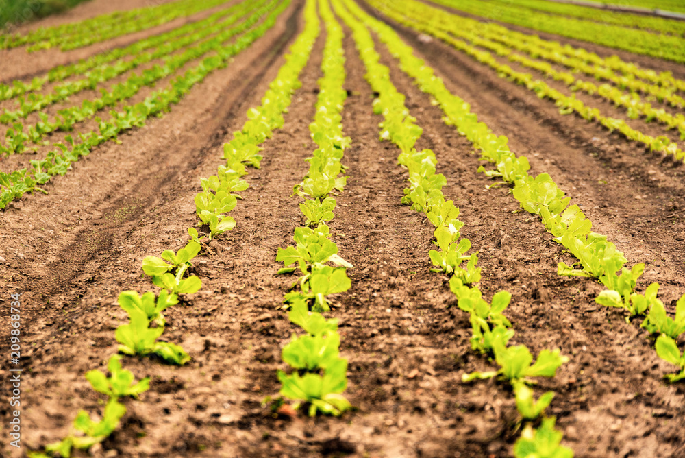 Rows of young green lettuce