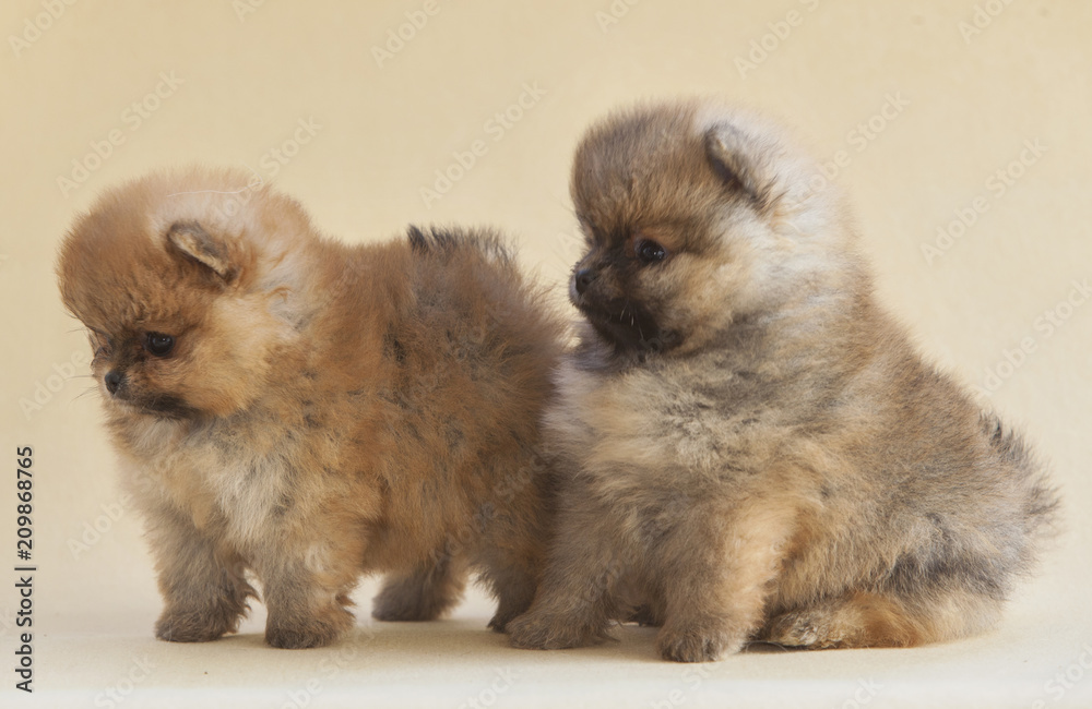 Pomeranian puppy dog portrait in studio Pomeranian puppy dog portrait in studio