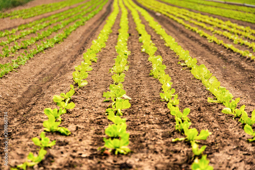 Rows of young green lettuce
