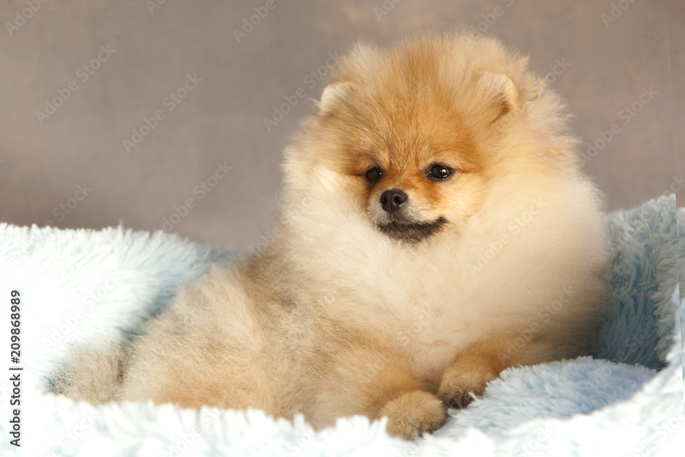 Pomeranian puppy dog portrait in studio Pomeranian puppy dog portrait in studio