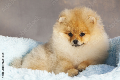 Pomeranian puppy dog portrait in studio