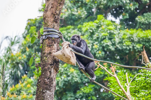 The chimpanzee sitting on a rope with a bag in her hand