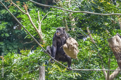 Chimpanzee on rope with bag in her hands photo