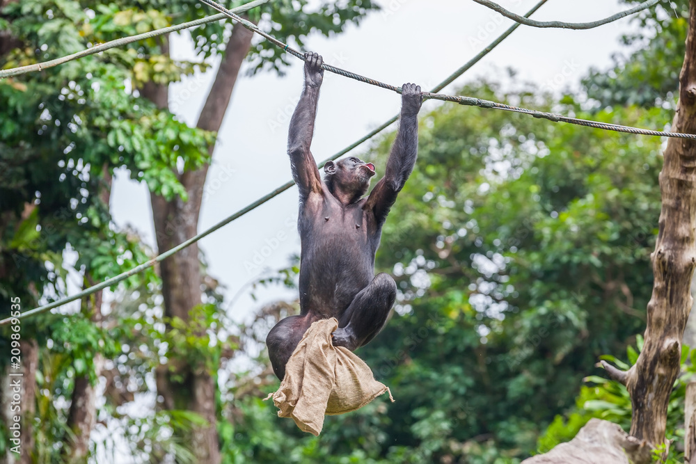 Obraz premium Chimpanzee on rope with bag in her hands