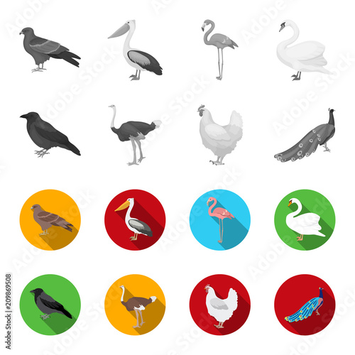 Crow, ostrich, chicken, peacock. Birds set collection icons in monochrome,flat style vector symbol stock illustration web.