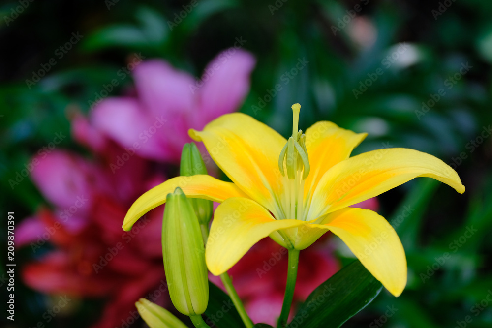 Obraz premium ユリ