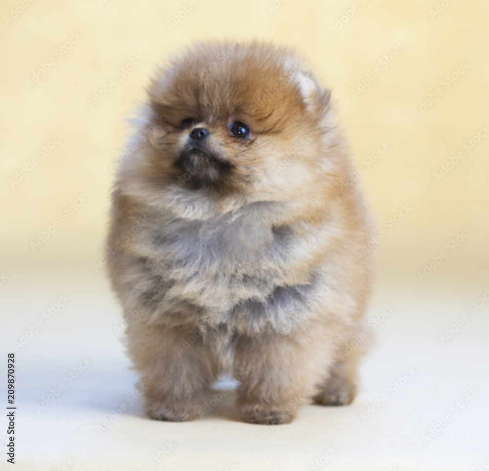 Pomeranian puppy dog portrait in studio