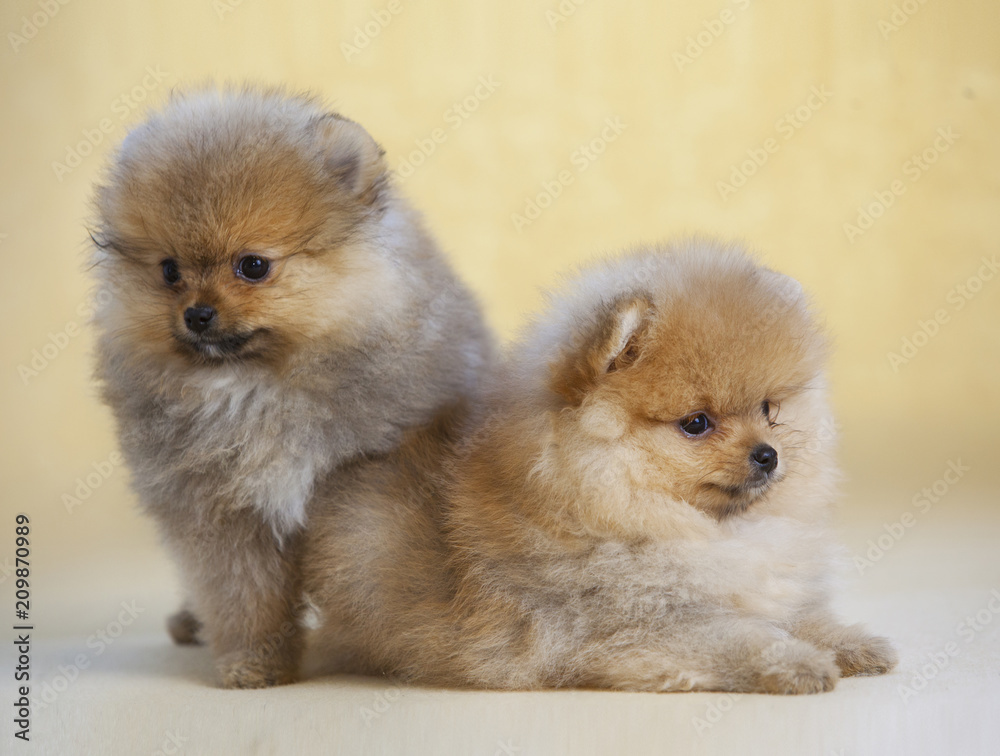 Couple of Pomeranian puppy dog portrait