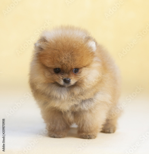 Pomeranian puppy dog portrait in studio © monica