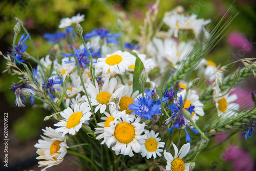 Midsummer in Latvia: celebration of Ligo in june decorating home with field flower bouquet