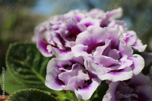 unusual flowers terry purple with white border of gloxinia