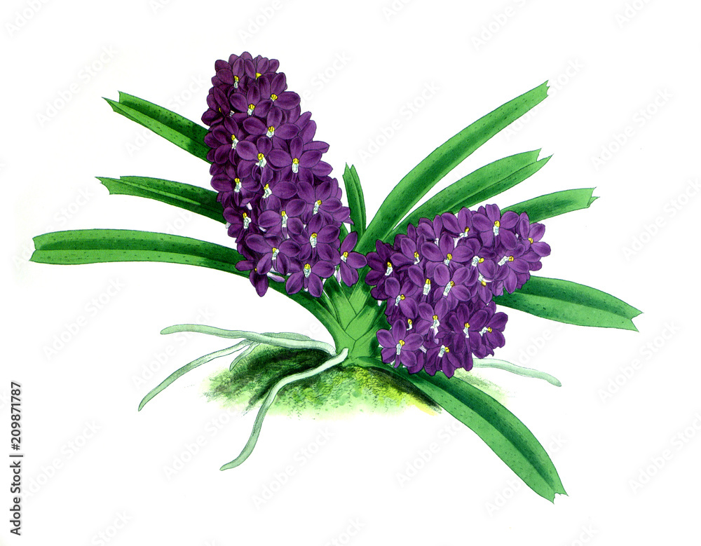 Fototapeta premium Illustration of orchid